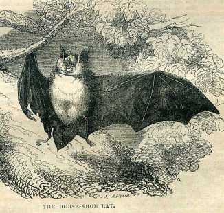 Horseshoe Bat