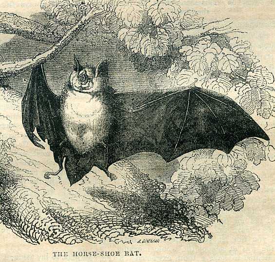 Horseshoe Bat