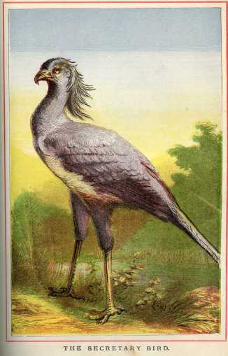 The Secretary Bird