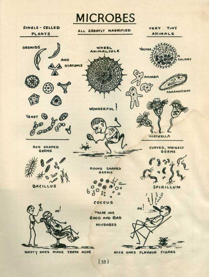 Microbes make nice cigars